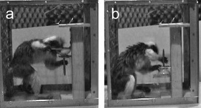 Monkeys, Humans And The End-State Comfort Effect
